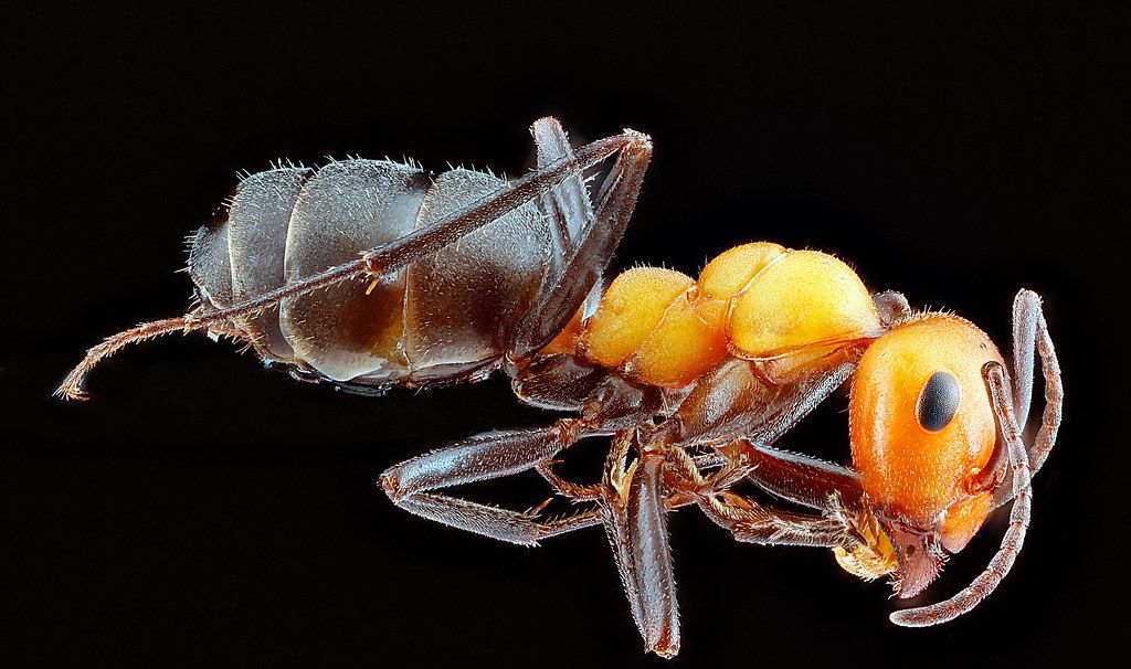 Ant Control service in Auburn, WA