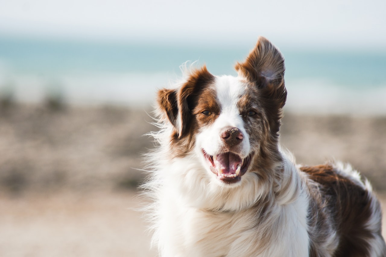Flea & Tick Control service in Auburn, WA