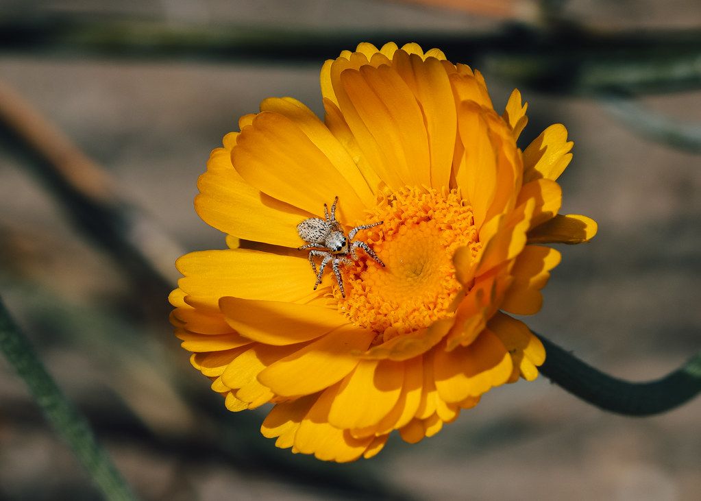 Spider Control service in Auburn, WA